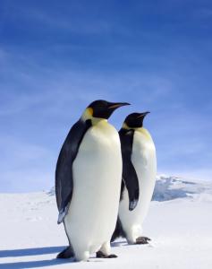 南极企鹅 南极企鹅-简介，南极企鹅-企鹅天敌