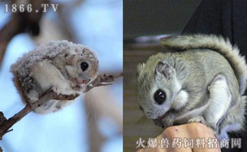 日本飞鼠 日本飞鼠-简介，日本飞鼠-习　　性