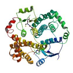 谷胱甘肽硫转移酶 谷胱甘肽S转移酶