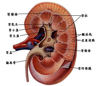 人体器官分布图男 8大人体器官有多脏