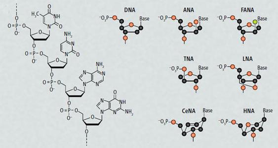核酸的人工合成 核酸的人工合成-核酸的人工合成，核酸的人工合成