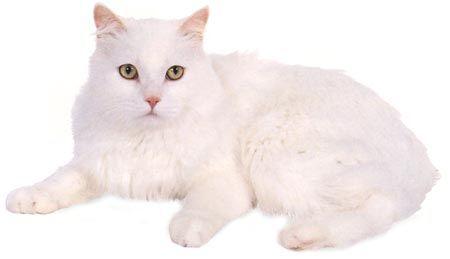 威尔斯猫 威尔斯猫-简介，威尔斯猫-品种