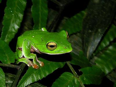 欧洲铃蛙 欧洲铃蛙-简介，欧洲铃蛙-科属介绍