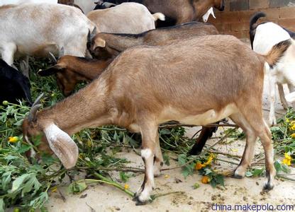 努比亚山羊nubiyamuye 努比亚山羊 努比亚山羊-努比亚山羊起源，努比亚山羊-努比亚山羊