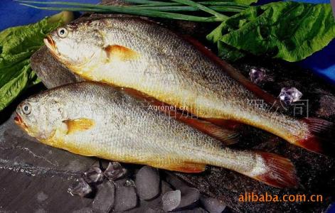 大黄鱼 鱼类的一种  大黄鱼 鱼类的一种 -形态特征，大黄鱼 鱼类