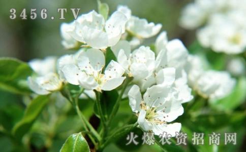 荼蘼花了我无缘 荼蘼花了我无缘-基本信息，荼蘼花了我无缘-作品