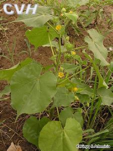 牡丹花的植物学特征 苘麻 苘麻-植物学史，苘麻-形态特征