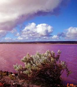 希勒湖 希勒湖-湖泊形成，希勒湖-粉红原因