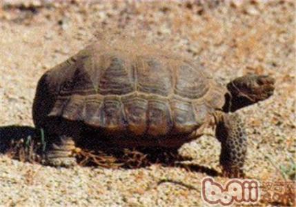 沙漠地鼠龟 沙漠地鼠龟-基本信息，沙漠地鼠龟-分布范围