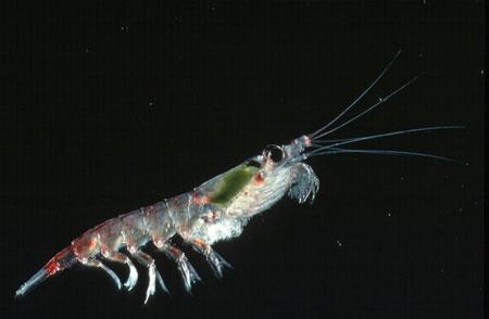 南极磷虾 南极磷虾 南极磷虾-基本简介，南极磷虾-形态特征