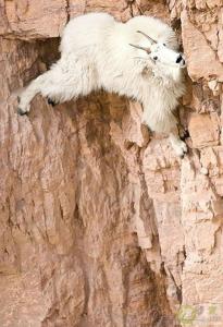 艾贝克斯山羊 艾贝克斯山羊-概述，艾贝克斯山羊-攀岩能手