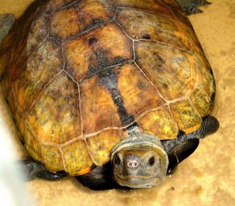 石龟 石龟-物种简介，石龟-外形特征