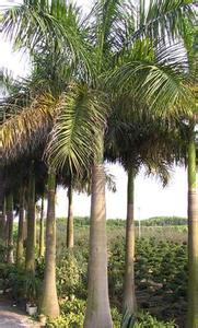 大王椰子榈 大王椰子榈-形态，大王椰子榈-生长特性