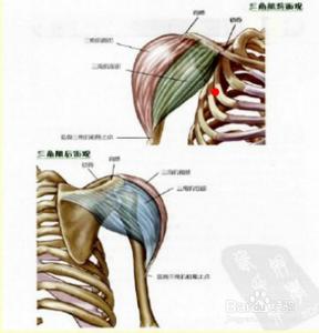 三角肌最有效锻炼方法 增肌速成 [3]如何有效锻炼三角肌