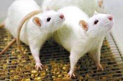 生物学特性 大鼠 大鼠-概述，大鼠-生物学特性