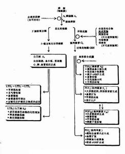 花生四烯酸 花生四烯酸 花生四烯酸-基本简介，花生四烯酸-基本内容