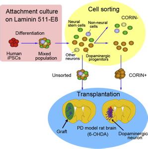 ips细胞 ips细胞 ips细胞-简介，ips细胞-研究历程