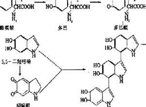 苯丙氨酸代谢障碍 苯丙氨酸代谢障碍-基本定义，苯丙氨酸代谢障碍