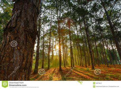 杉木 杉木-杉木，杉木-生态习性