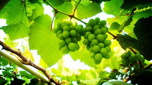 鲜食葡萄优质丰产栽培技术 鲜食葡萄优质丰产栽培技术-内容介绍，