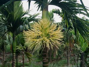 生态环境特征 槟榔树 槟榔树-形态特征，槟榔树-生态环境