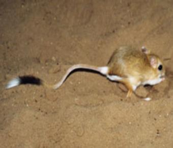 跳鼠 跳鼠-生活习性，跳鼠-分布范围