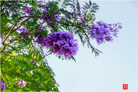 花楹花 花楹花-简介，花楹花-园林用途