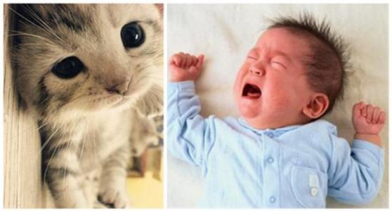 小儿猫叫综合征 小儿猫叫综合征 小儿猫叫综合征-概述，小儿猫叫综合征-临床表现
