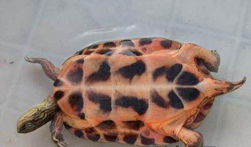 费氏花龟 费氏花龟-物种简介，费氏花龟-物种描述