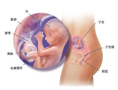 怀孕四个月胎动位置 怀孕四个月胎儿图及胎动位置