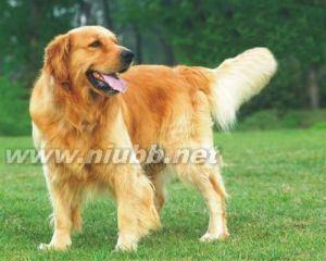 金毛狗 犬的一种  金毛狗 犬的一种 -犬类品种，金毛狗 犬的一种