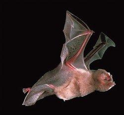 蝙蝠果实吸血鬼形态 吸血蝙蝠 吸血蝙蝠-形态特征，吸血蝙蝠-食性