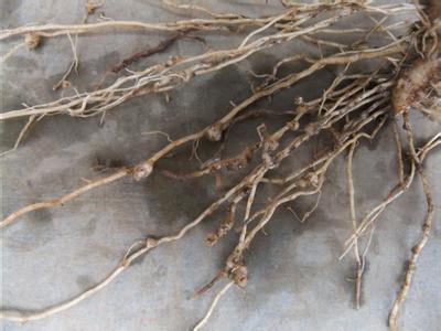 根结线虫 根结线虫-防治方法，根结线虫-形态特征