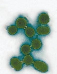 单细胞生物 人造单细胞生物 人造单细胞生物-人造单细胞生物问世，人造单细胞