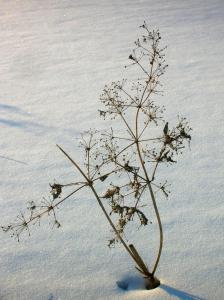 芊芊细草造句 芊芊细草