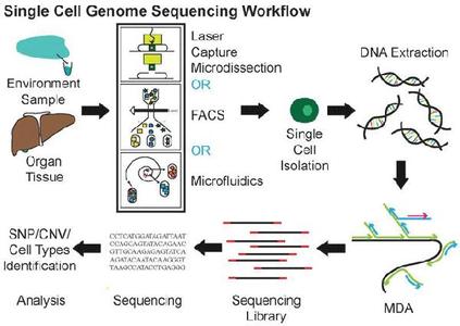 基因测序 基因测序-概述，基因测序-原理