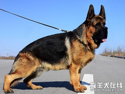 中国福犬 中国福犬-基本内容，中国福犬-护理
