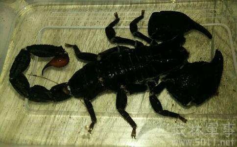 布龙度蝎子 布龙度蝎子-简介，布龙度蝎子-生态及习性
