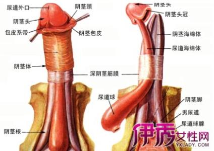 多长时间算射精延迟 如何延迟射精