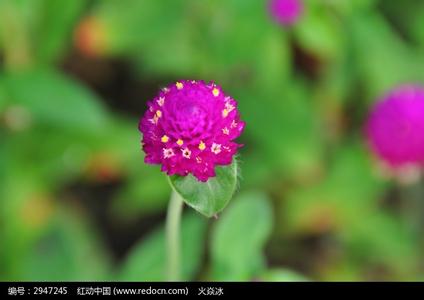 《圆仔花》 《圆仔花》-基本概况,《圆仔花》-歌词介绍