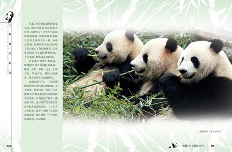 回族起源和历史概述 始熊猫 始熊猫-概述，始熊猫-起源