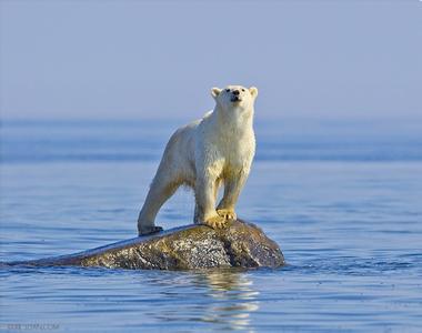 海豹为什么不怕冷 冬天北极熊为什么不怕冷