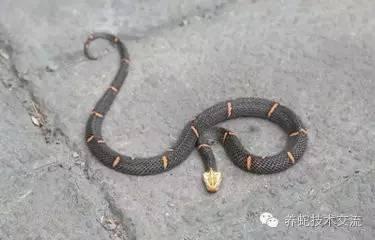 喜玛拉雅白头蛇 喜玛拉雅白头蛇 喜玛拉雅白头蛇-形态特征，喜玛拉雅白头蛇-栖息