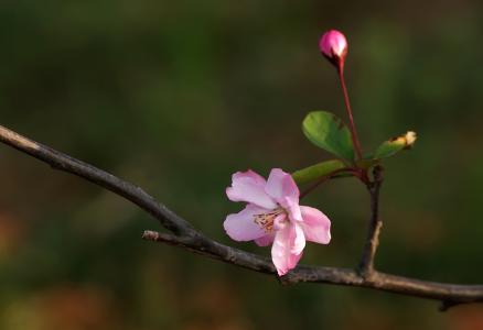 向阳花木易为春 向阳花木易逢春