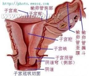 刮宫术 刮宫术-信息介绍，刮宫术-基本定义