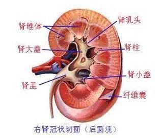 肾盂肾炎 肾盂肾炎-病因，肾盂肾炎-诊断