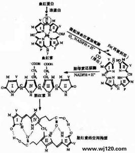 胆红素高 胆红素高-概述，胆红素高-原因