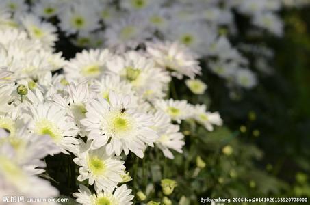 白菊花 白菊花-形态特征，白菊花-地理分布