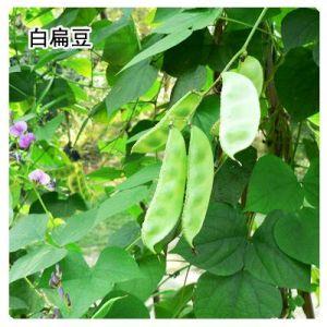 扁豆 扁豆-植物历史，扁豆-主要成分