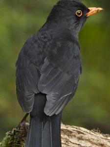 黑鸟 雀形目拟椋鸟科鸟类  黑鸟 雀形目拟椋鸟科鸟类 -黑鸟的分布